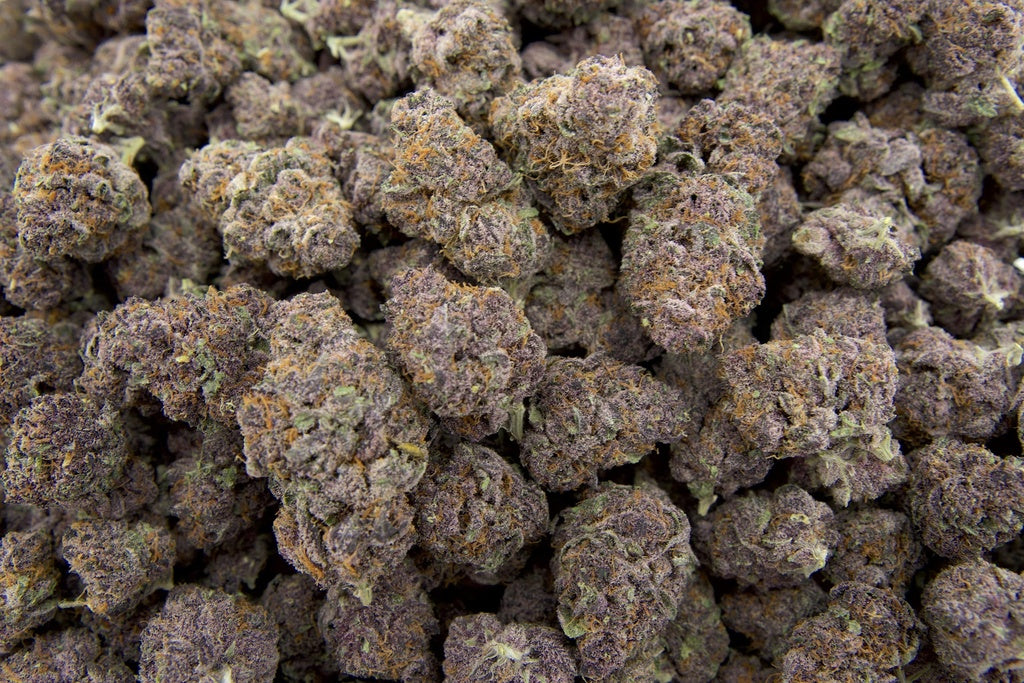 Tropicana Cherry Indoor