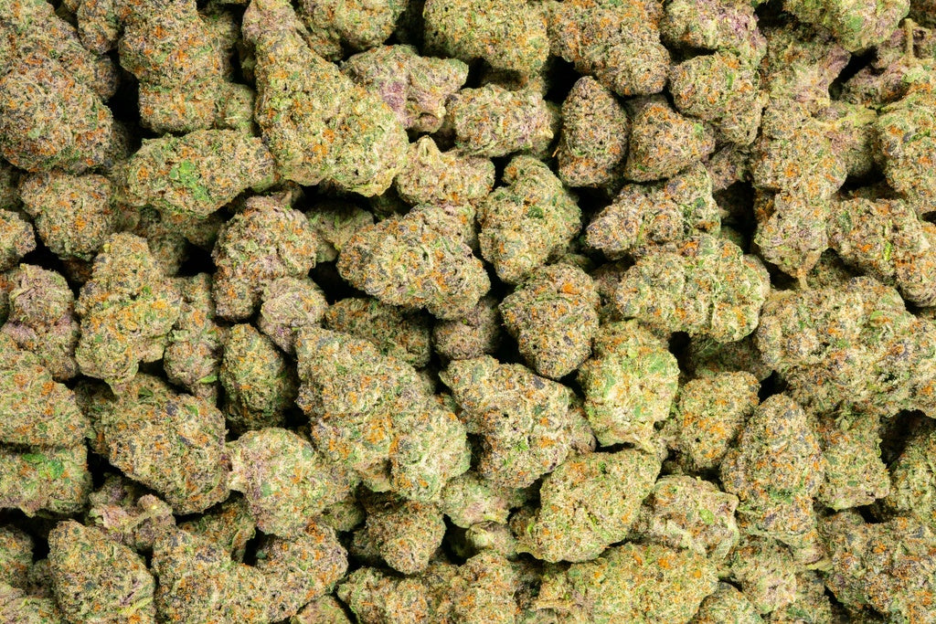 Tropicana Gelato Indoor