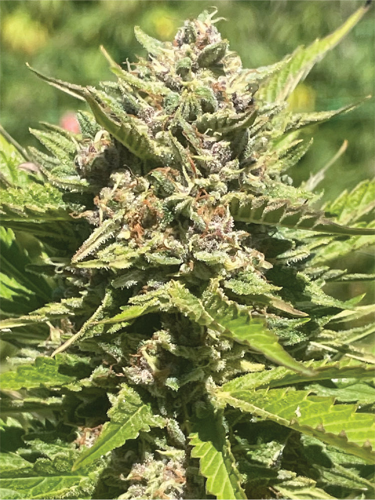 Banana Melt Feminized Seeds