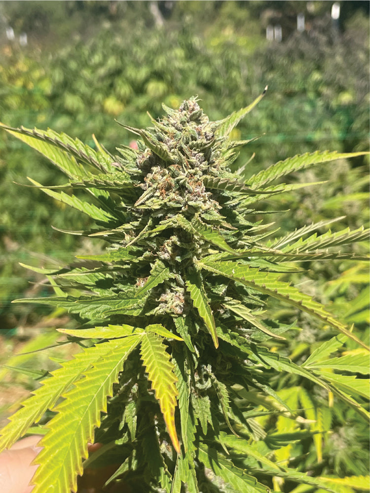 Banana Melt Feminized Seeds