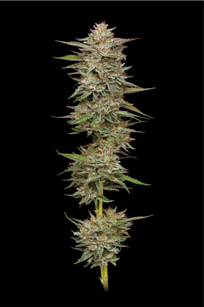Banana OG Feminized Seeds