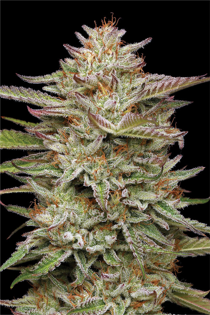 Banana OG Autoflower Seeds