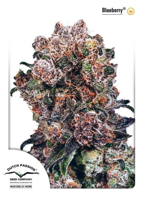 Blueberry Feminised Seeds