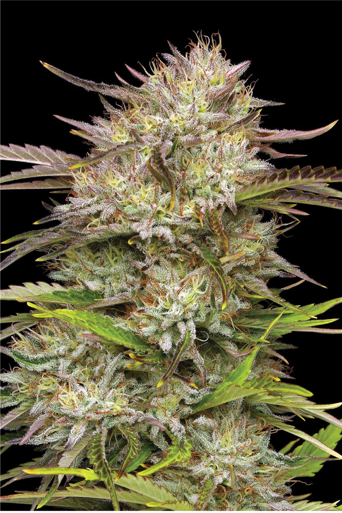 California Haze Feminized Seeds