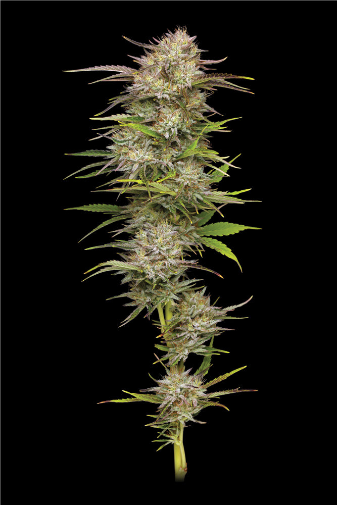 California Haze Feminized Seeds