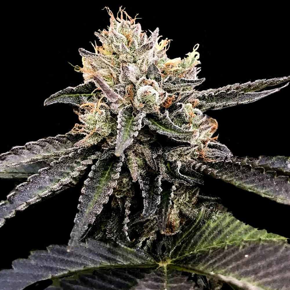 Cataract Cake Feminised Seeds