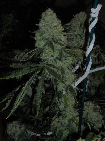 Deadhead OG Auto Feminised Seeds