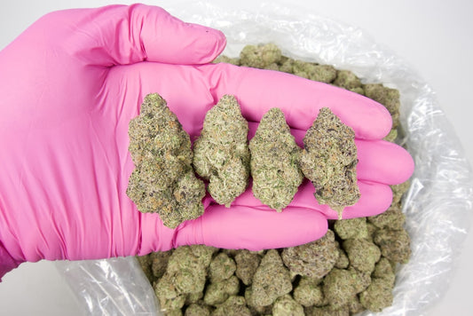 Forbidden Runtz Indoor