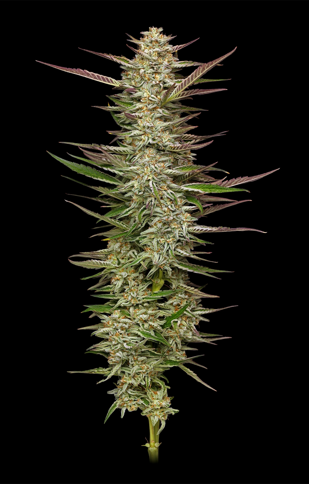 Gazzurple Feminized Seeds