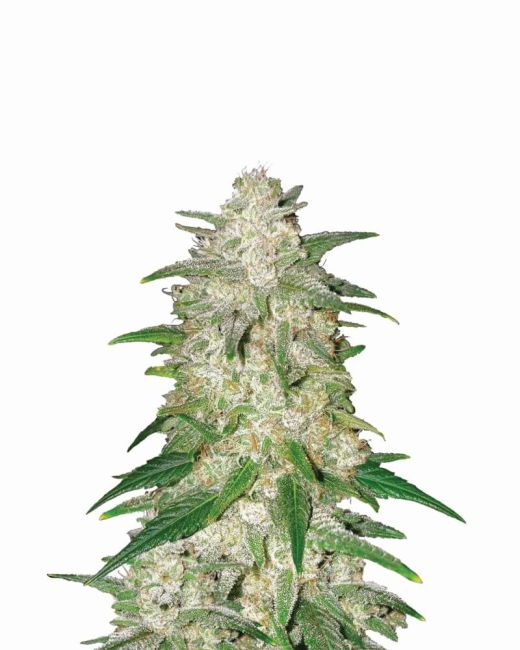 Gelato Auto Feminised Seeds