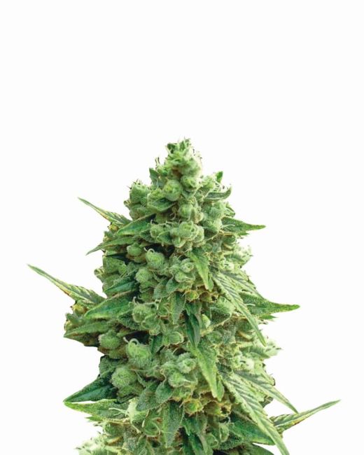 Hawaii Maui Waui Auto Feminised Seeds