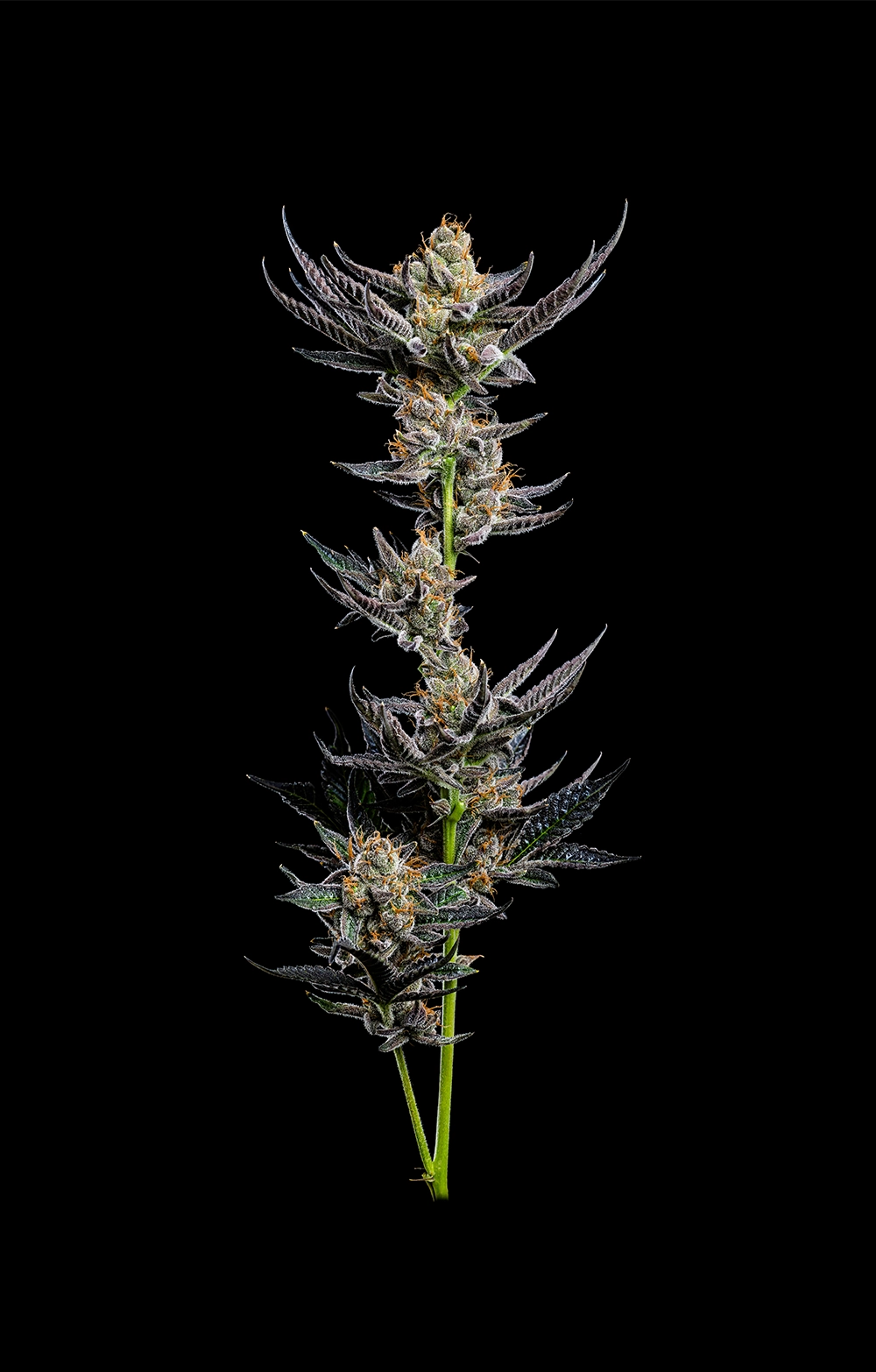Jelly Donutz Autoflower Seeds