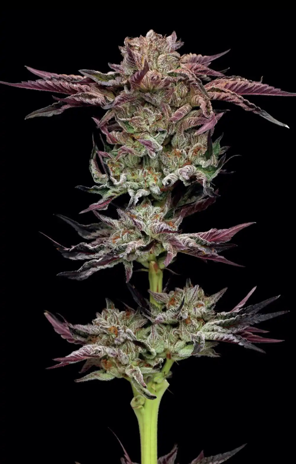Jelly Donutz Autoflower Seeds