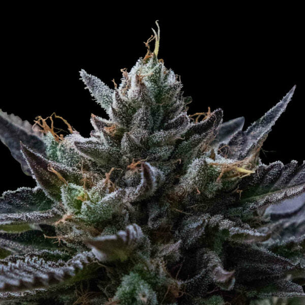 Kosher Kush Reg Cannabis Seeds