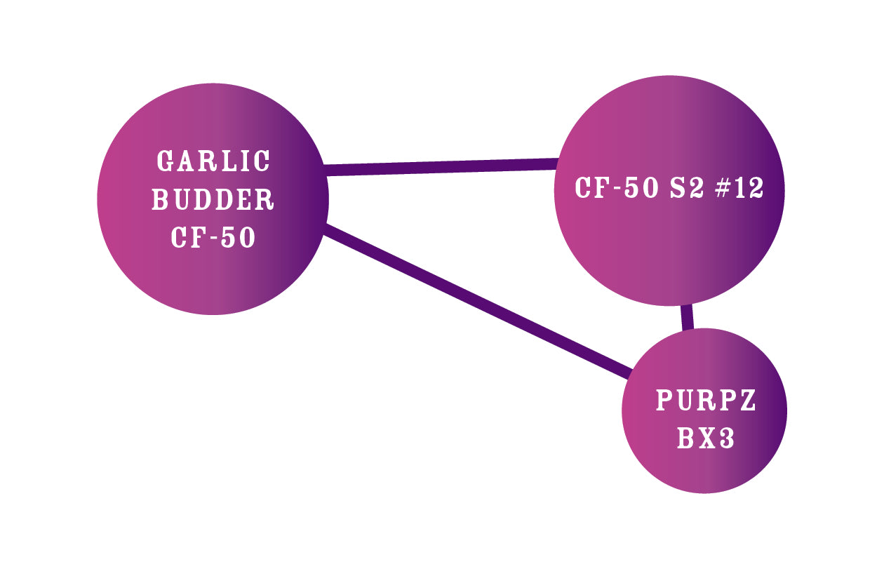 Purpz Feminized Seeds