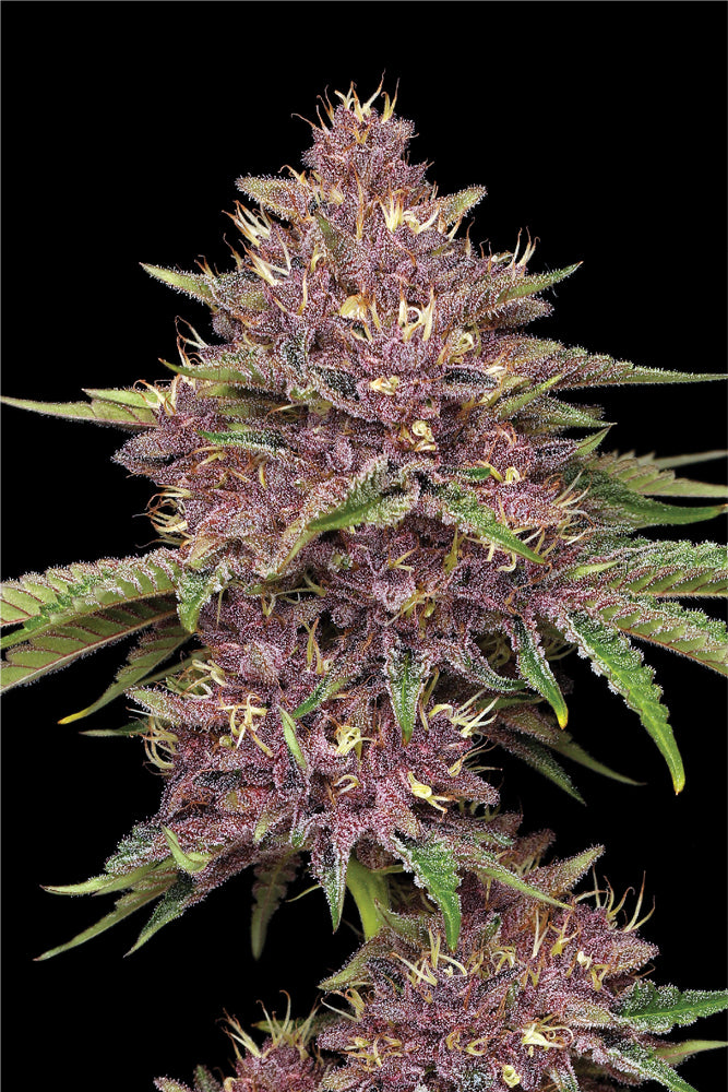 Purpz Feminized Seeds