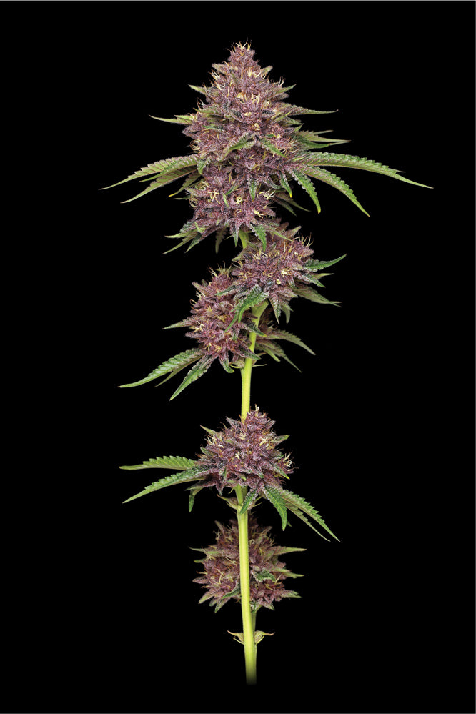 Purpz Feminized Seeds