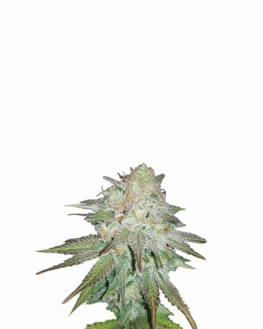 Raspberry Cough Auto Feminised Seeds