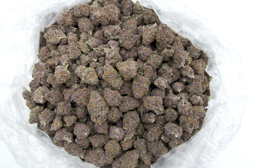 Tropicana Cherry Indoor