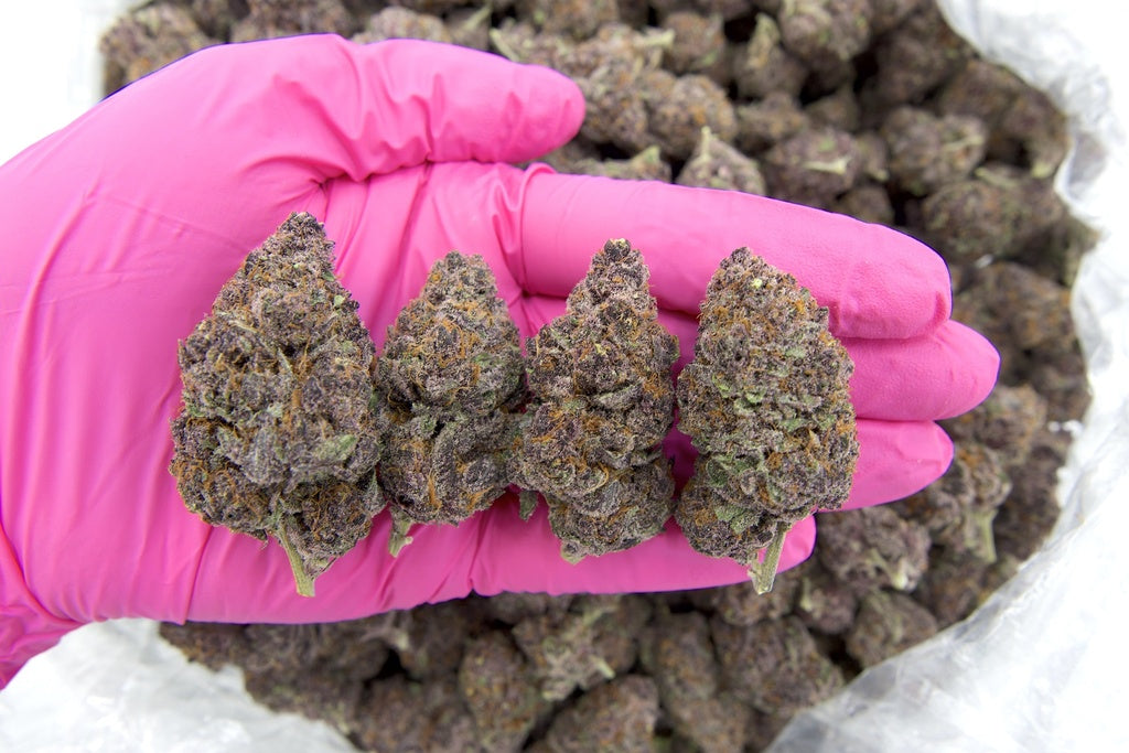 Tropicana Cherry Indoor