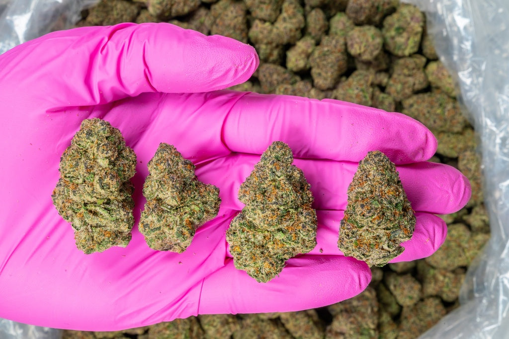 Tropicana Gelato Indoor