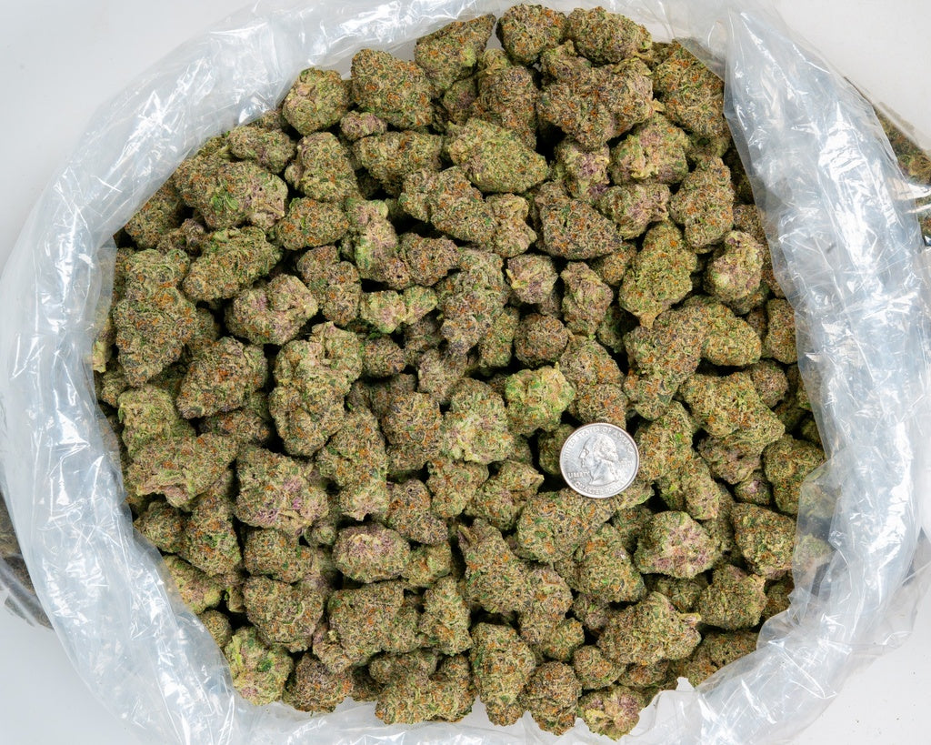 Tropicana Gelato Indoor