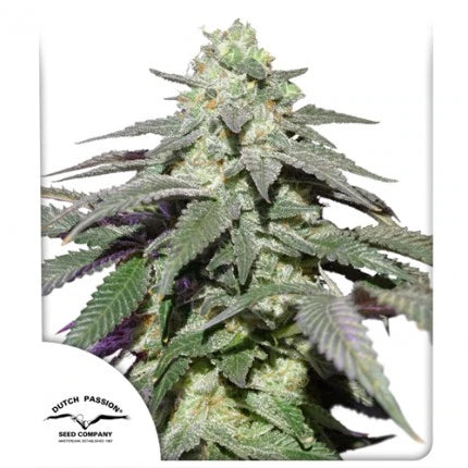 Skywalker Haze Auto Feminised Seeds