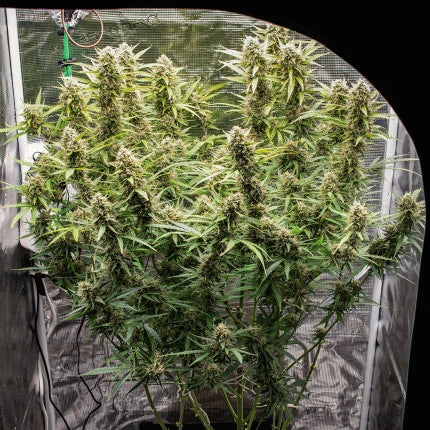 Skywalker Haze Auto Feminised Seeds