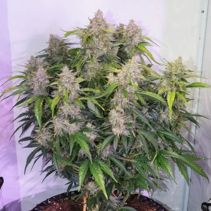 Skywalker Haze Auto Feminised Seeds