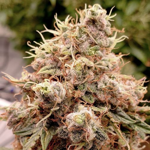 White Widow Auto Feminised Seeds