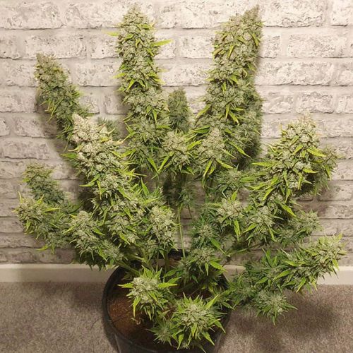 White Widow Auto Feminised Seeds