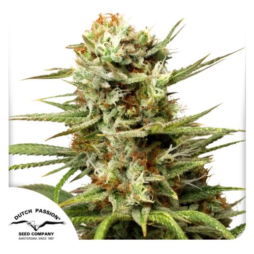 White Widow Auto Feminised Seeds