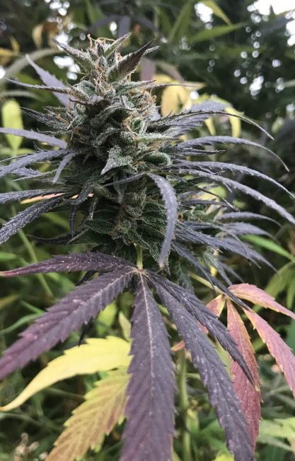 Blue Dream FAST Feminised Seeds