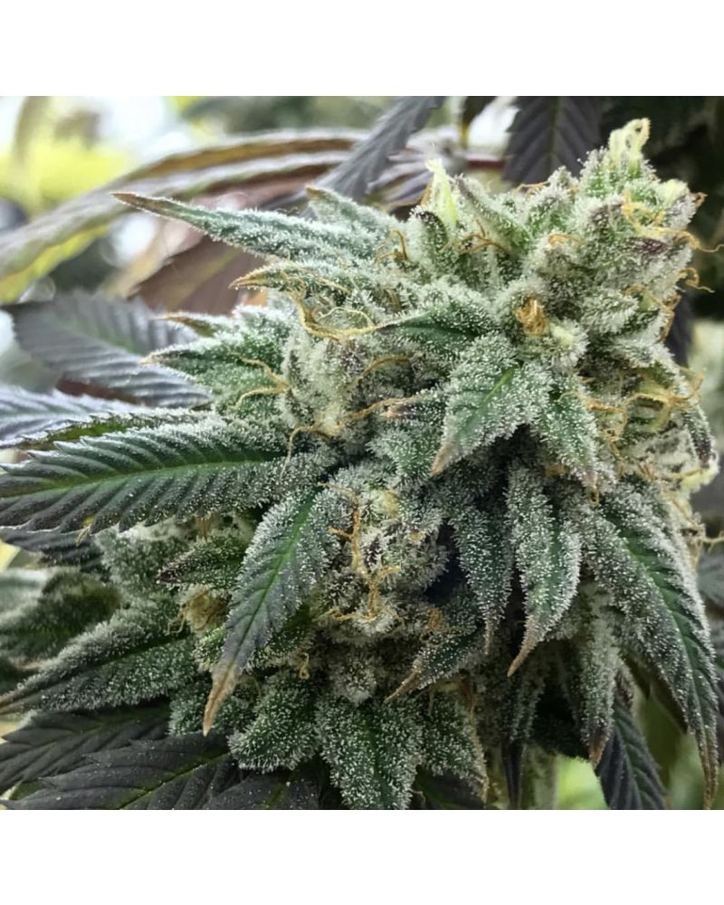 Chem Valley Kush Feminised Seeds