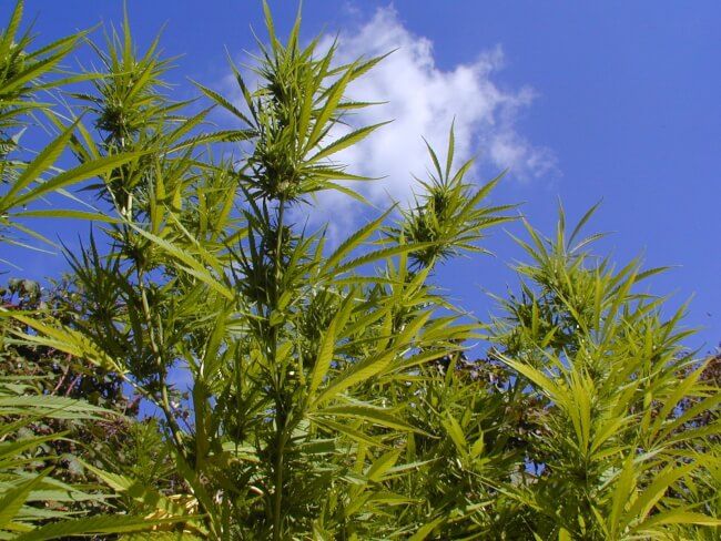 Durban Poison Feminised Seeds