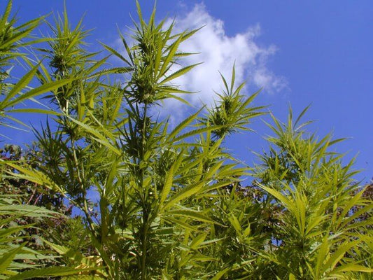 Durban Poison Feminised Seeds