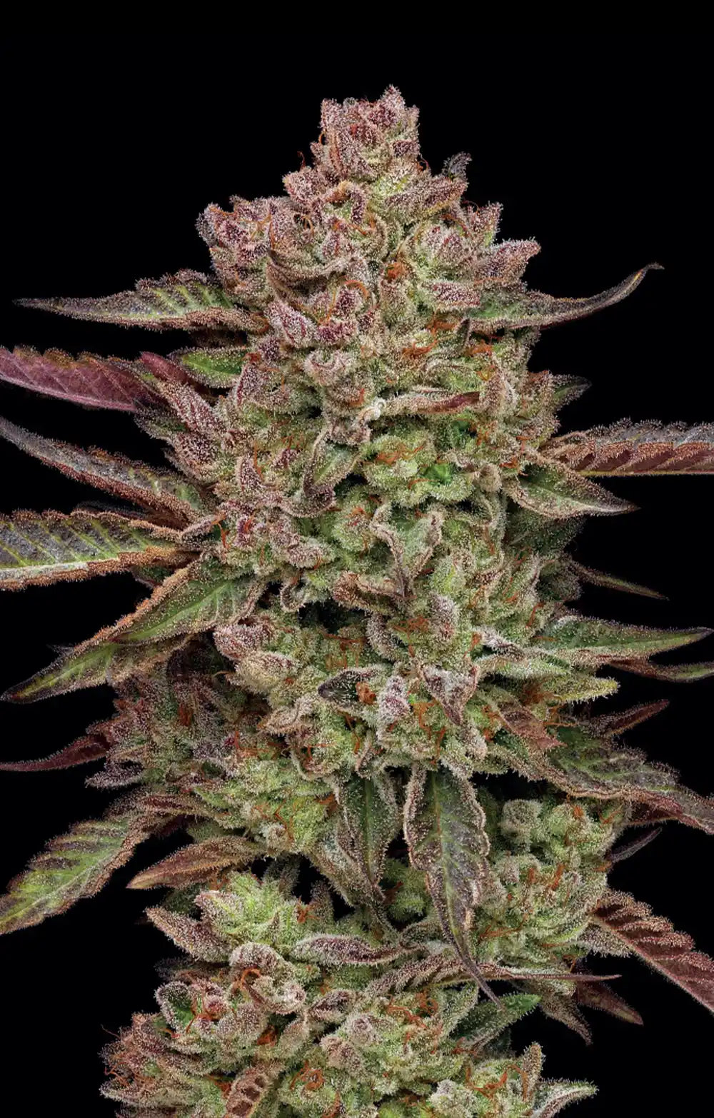 Gazzurple Feminized Seeds