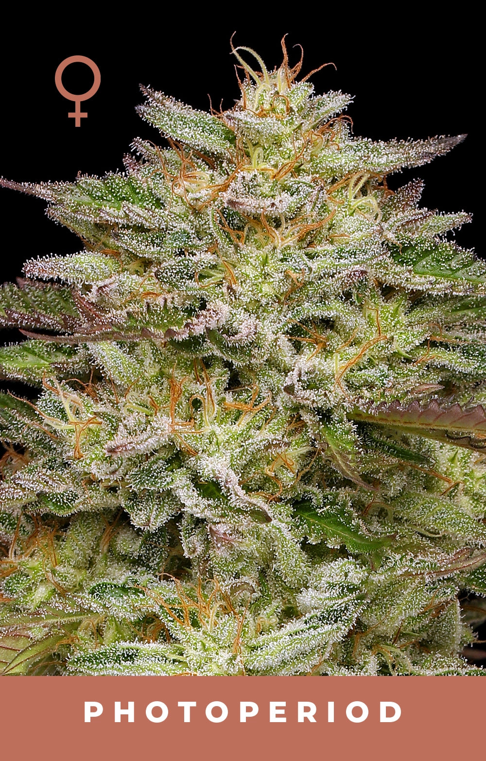 Golden Sands Feminized Seeds