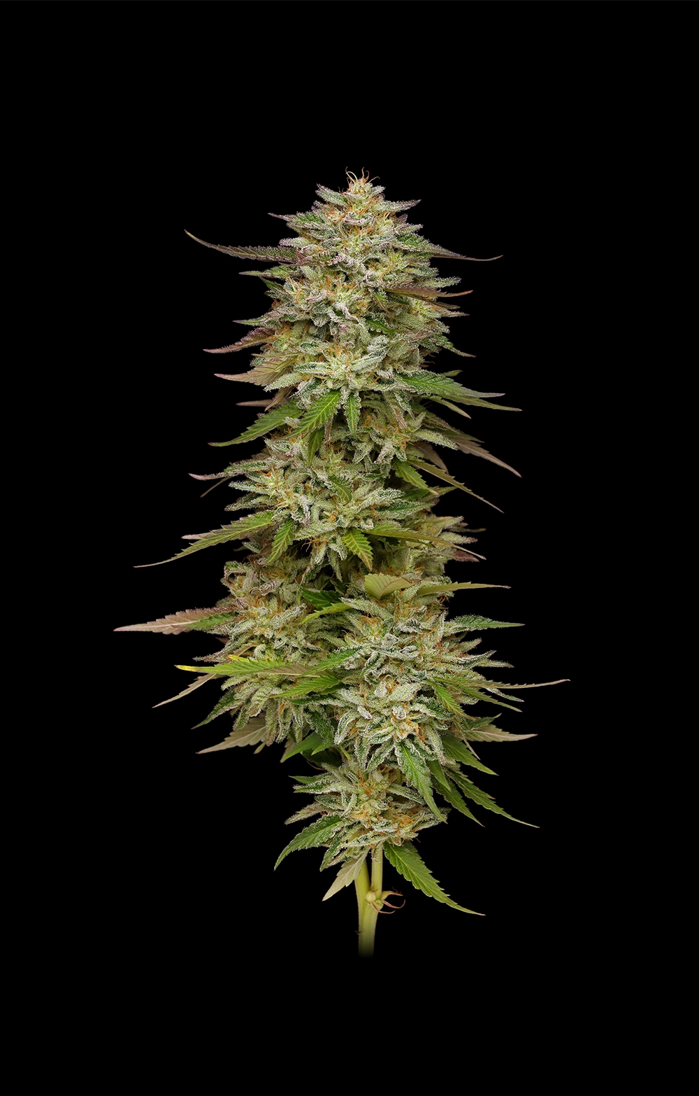 Golden Sands Feminized Seeds