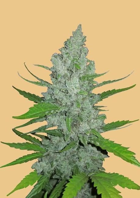 Sour Diesel Feminised Seeds