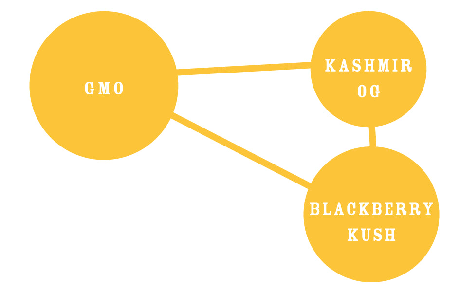 Golden Sands Feminized Seeds