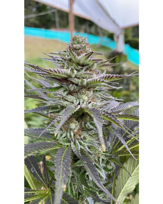 Girl Scout Cookies Auto Feminised Seeds