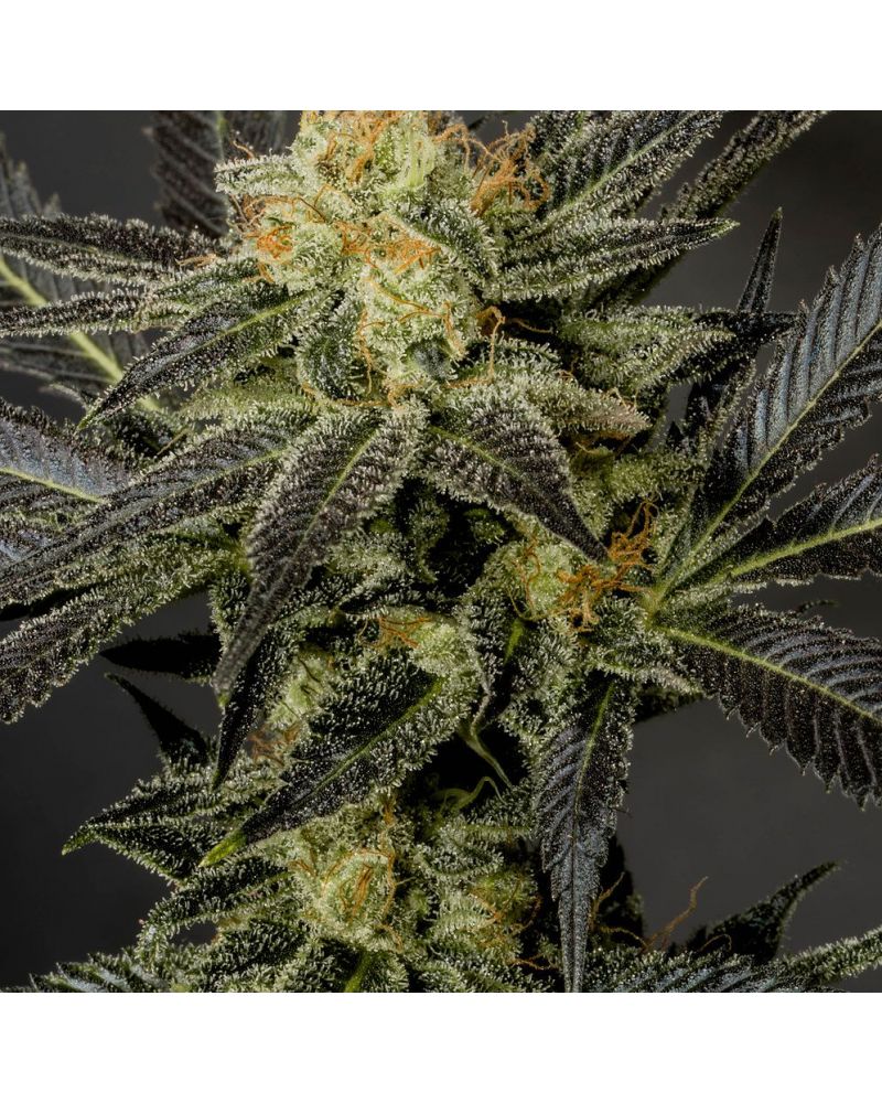 LA Affie Feminised Seeds