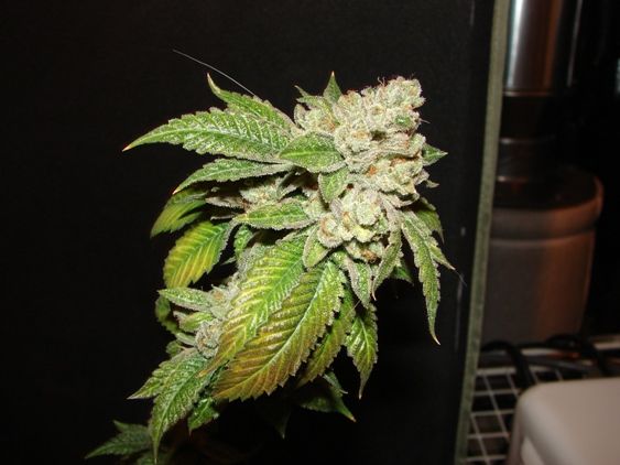 Larry OG Kush Feminised Seeds