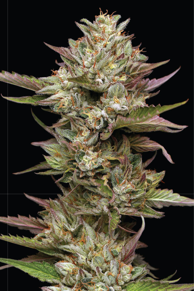 Moon Fog Feminized Seeds