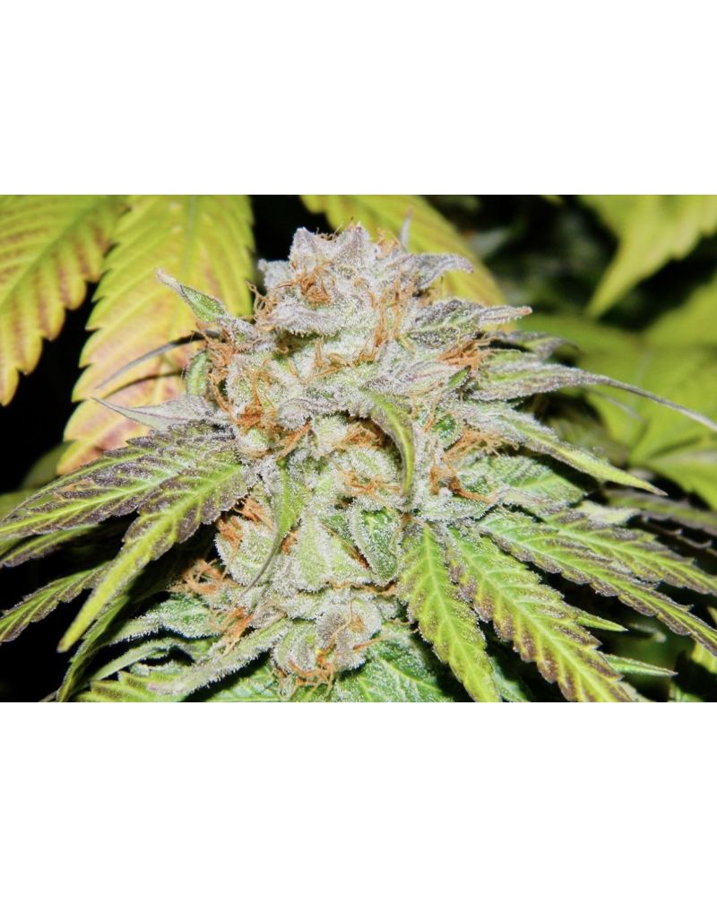 OGiesel Feminised Seeds