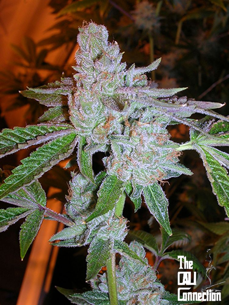 Buddha Tahoe OG Feminised Seeds