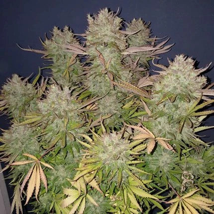 Think Big Auto Feminised Seeds