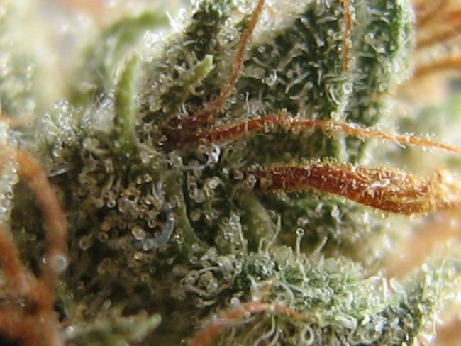 Zkittlez x Gorilla Feminised Seeds